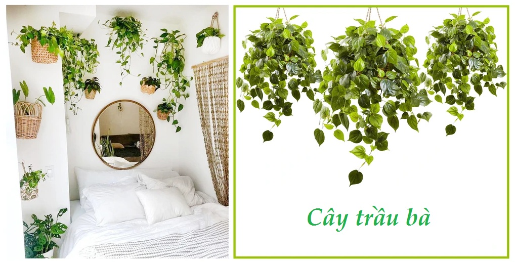 9 loại cây nhân tạo hoàn hảo cho trang trí phòng ngủ - Coconhouse